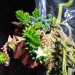 Sedum goldmanii Foglia