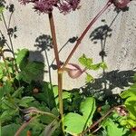 Angelica gigas फूल
