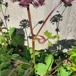 Angelica gigas Blomma