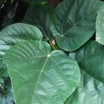 Ficus auriculata Folha