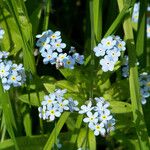 Myosotis sylvatica फूल