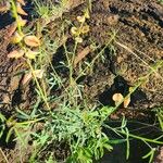 Crotalaria brevidens Floare