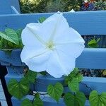 Ipomoea alba Blüte