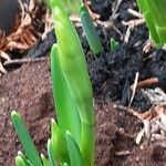 Narcissus cyclamineus Yeri