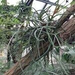 Tillandsia bulbosa Hoja