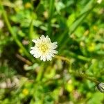 Hypochaeris albiflora Flor