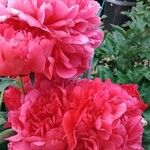 Paeonia lactifloraFlors