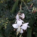 Oenothera lindheimeriFlower