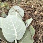 Calotropis procera Feuille