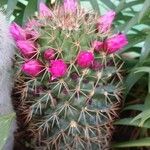 Mammillaria zeilmanniana موطن