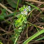 Veronica serpyllifolia Λουλούδι