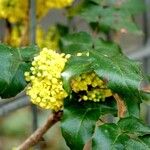 Berberis repens পাতা