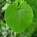 Pentarrhinum insipidum Blatt