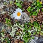 Leucanthemopsis alpinaফুল