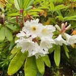 Rhododendron auriculatum Flor