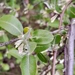 Elaeagnus umbellata Leaf