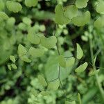 Adiantum poiretii 葉