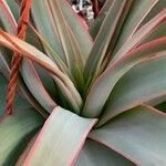 Aloe pulcherrima পাতা
