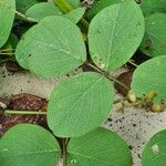 Canavalia rosea Leaf