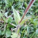 Silene dioica Leaf