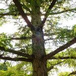 Larix kaempferi Natur