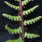 Athyrium wallichianum Liść