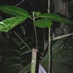 Ocotea dendrodaphne Otro