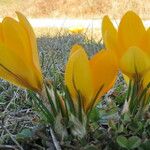 Crocus flavus 花