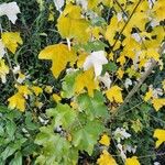 Acer monspessulanum Лист