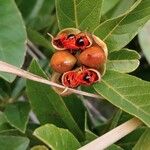 Tetracera rutenbergii Fruit