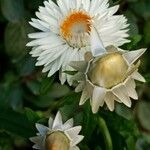 Xerochrysum bracteatum Flor