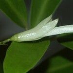 Oxera neriifolia Koor