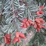 Abies alba Blomst