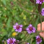 Verbena hastata Žiedas