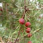 Juniperus oxycedrusПлод