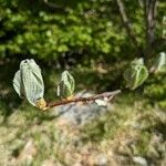 Salix myrsinifolia 花
