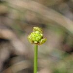 Baldellia ranunculoides Frutto