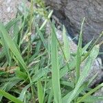 Polypogon viridis Leaf