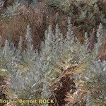 Artemisia gorgonum кора