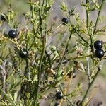 Chrysojasminum fruticans Gyümölcs