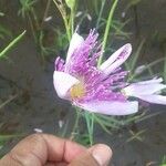 Cleome chelidonii Fleur