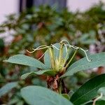 Rhododendron ponticum Alkat (teljes növény)