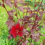 Hibiscus acetosella Λουλούδι