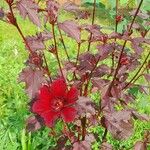 Hibiscus acetosella പുഷ്പം