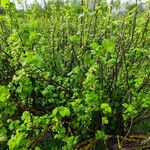 Ribes nigrum Hábito