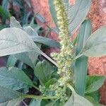 Amaranthus spinosus പുഷ്പം