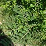 Acacia angustissima Hoja
