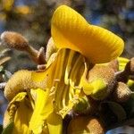 Sophora denudata Blomst