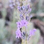 Lavandula × intermedia Flower