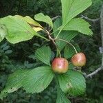 Crataegus punctata Fruto